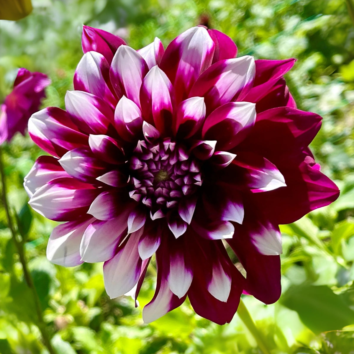 40+ Rare Seeds - Man Dahlia Seeds, Container