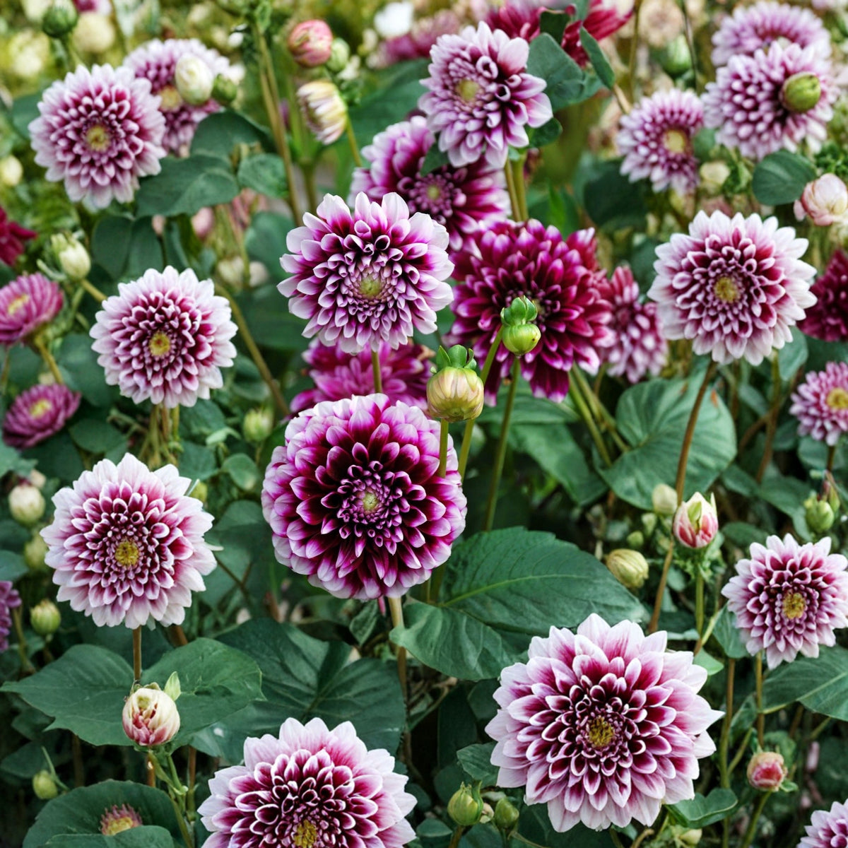 40+ Rare Seeds - Man Dahlia Seeds, Container