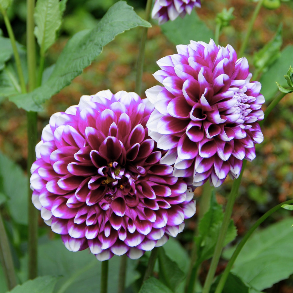 40+ Rare Seeds - Man Dahlia Seeds, Container