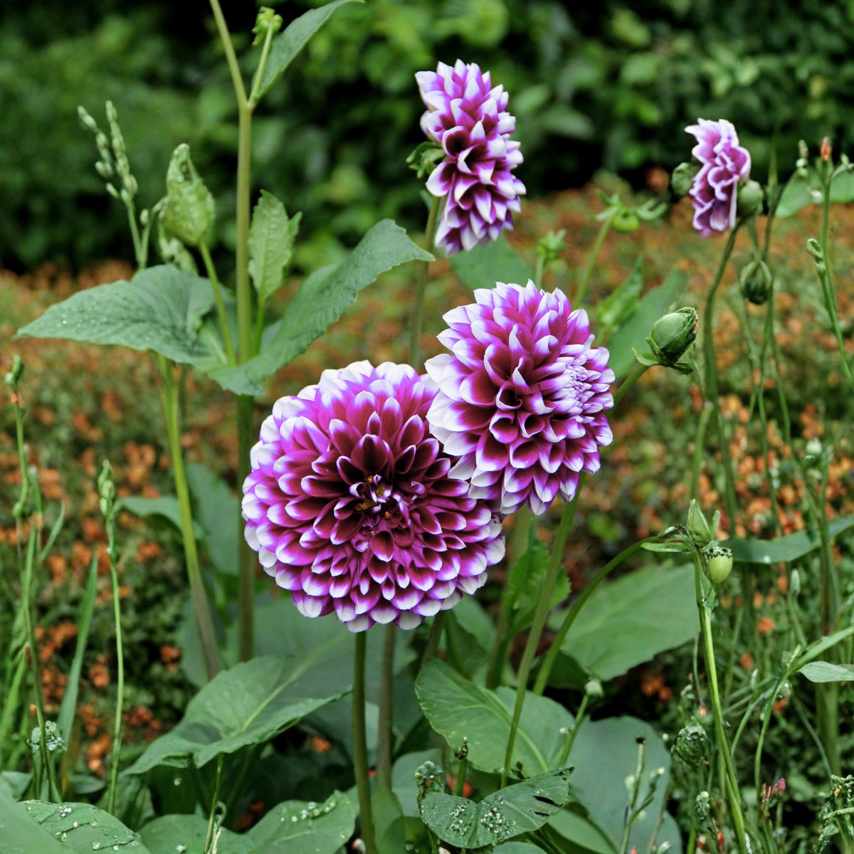 40+ Rare Seeds - Man Dahlia Seeds, Container