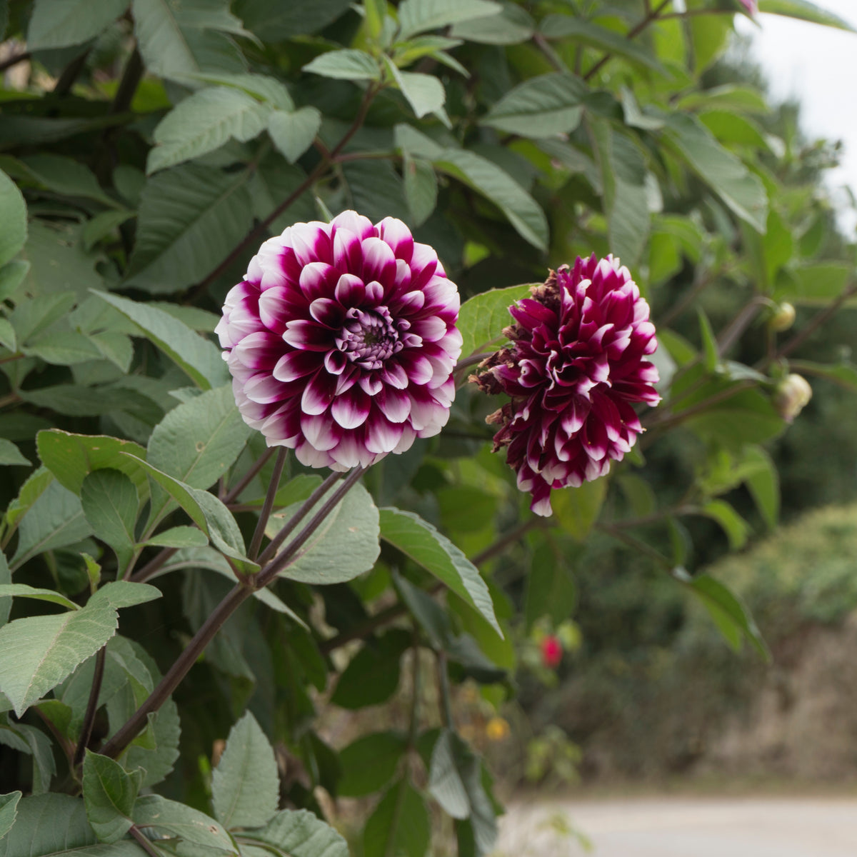 40+ Rare Seeds - Man Dahlia Seeds, Container