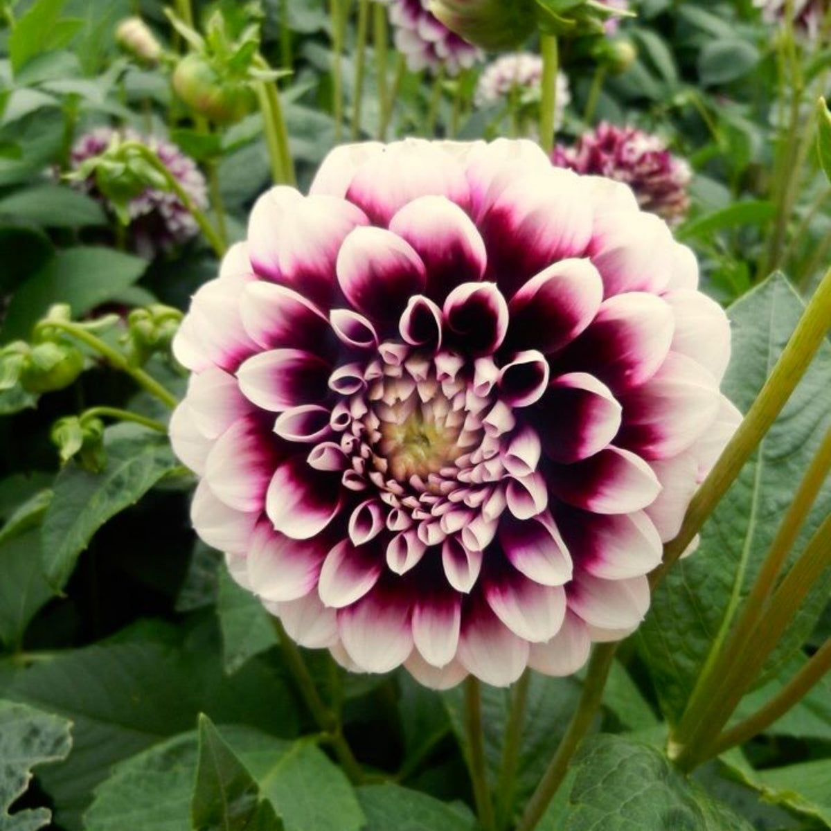 40+ Rare Seeds - Man Dahlia Seeds, Container