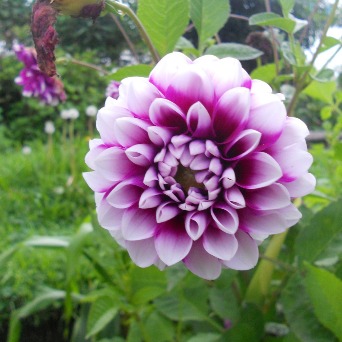 40+ Rare Seeds - Man Dahlia Seeds, Container