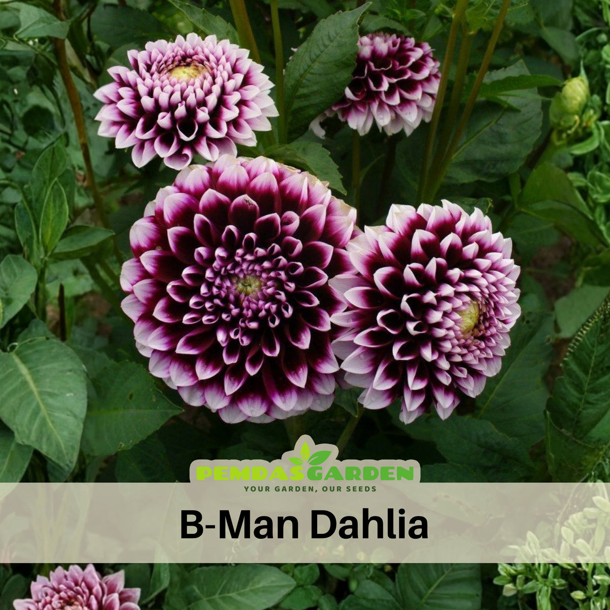 40+ Rare Seeds - Man Dahlia Seeds, Container