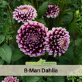 40+ Rare Seeds| B-Man Dahlia Seeds- Authentic - Open-Pollinated - Organic - Heirloom - Flower Seeds - Container - Beds & Cut Bouquets #D008
