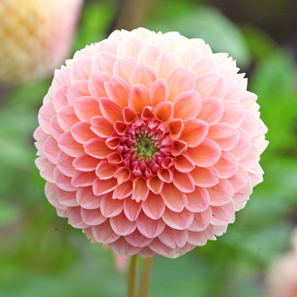 Linda's Baby Dahlia Seeds, 40+ seeds