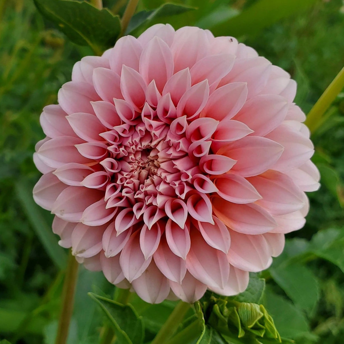 Linda's Baby Dahlia Seeds, 40+ seeds