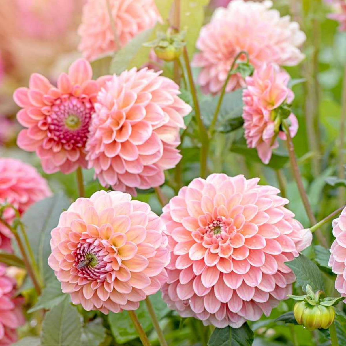 Linda's Baby Dahlia Seeds, 40+ seeds