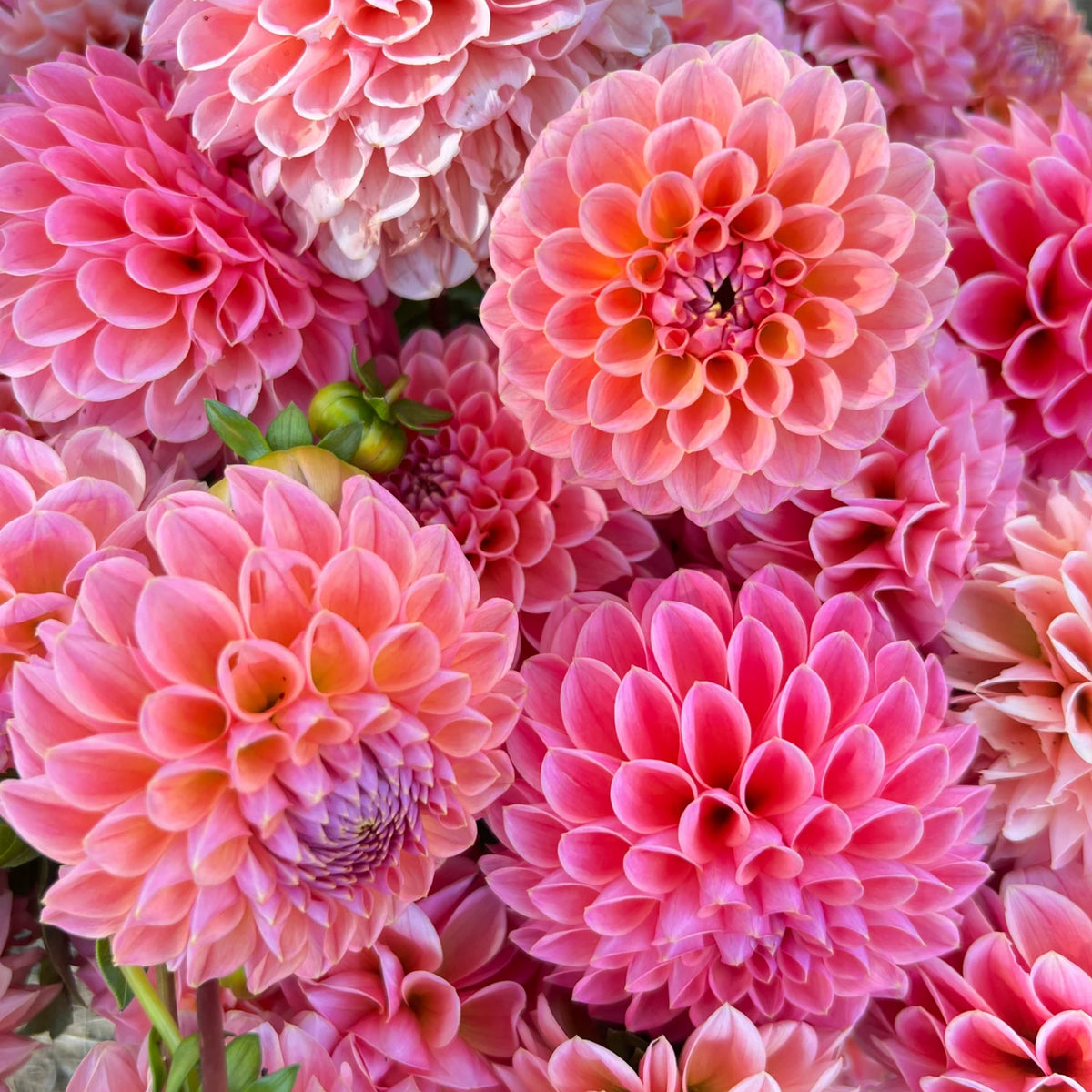 Linda's Baby Dahlia Seeds, 40+ seeds