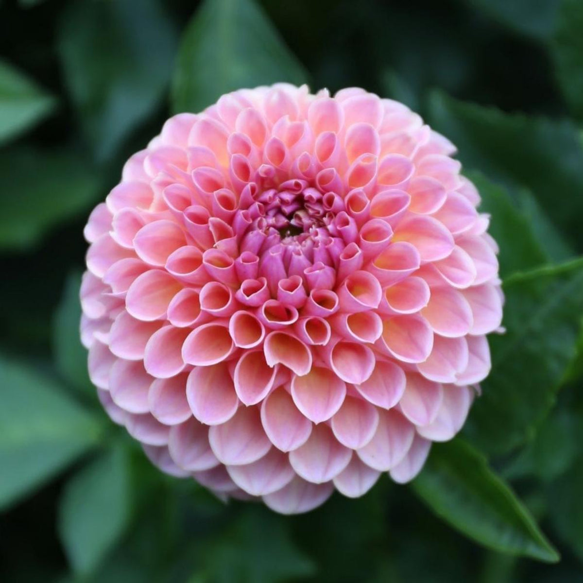 Linda's Baby Dahlia Seeds, 40+ seeds