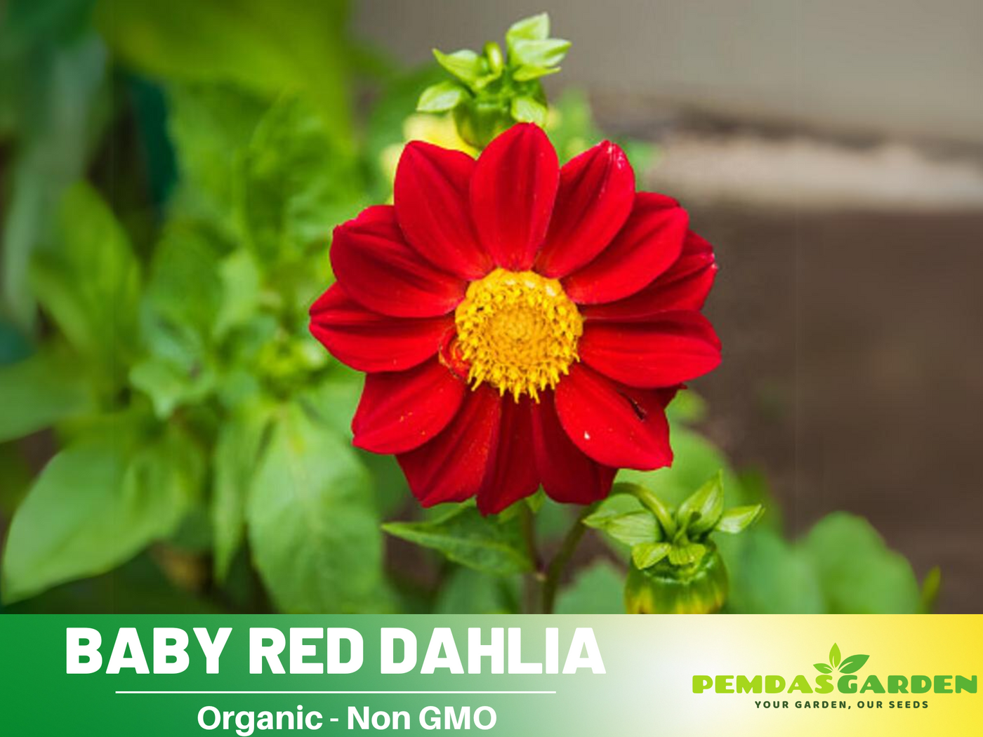 red dahlia seeds 40+ Rare Seeds-Baby Red Dahlia Seeds- Authentic - Open-Pollinated