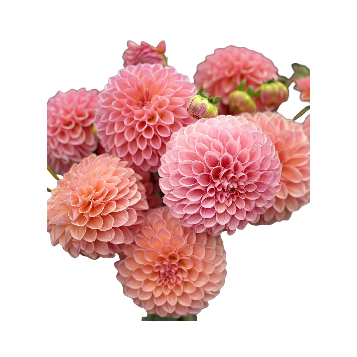 Linda's Baby Dahlia Seeds, 40+ seeds