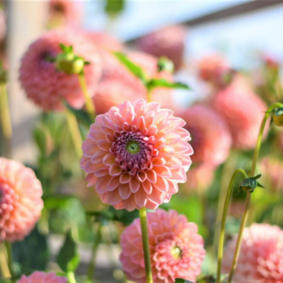 Linda's Baby Dahlia Seeds, 40+ seeds