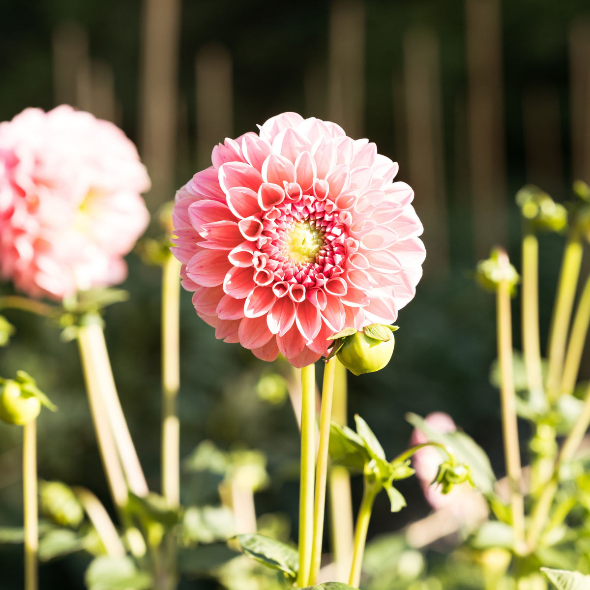Linda's Baby Dahlia Seeds, 40+ seeds