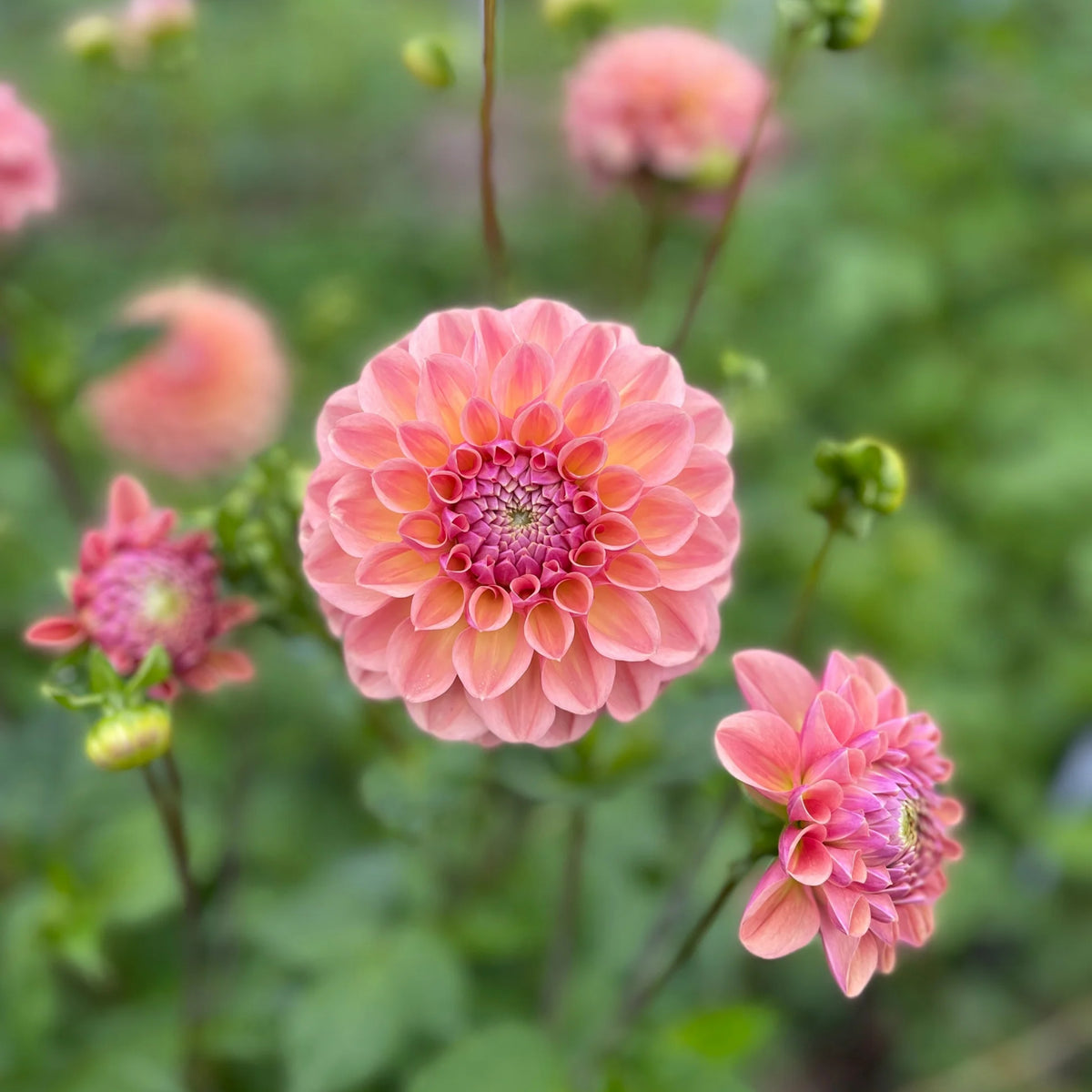 Linda's Baby Dahlia Seeds, 40+ seeds