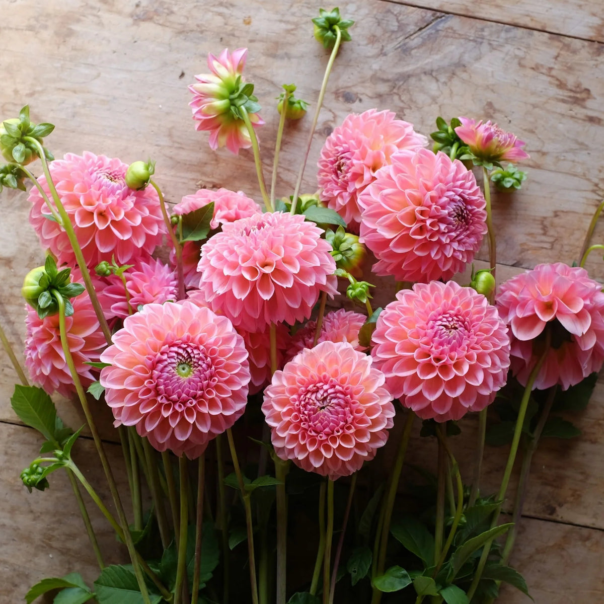 Linda's Baby Dahlia Seeds, 40+ seeds