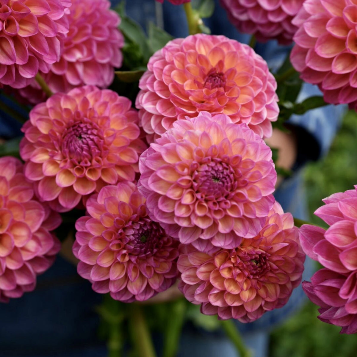 Linda's Baby Dahlia Seeds, 40+ seeds