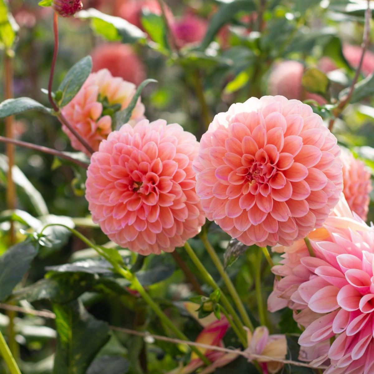 Linda's Baby Dahlia Seeds, 40+ seeds