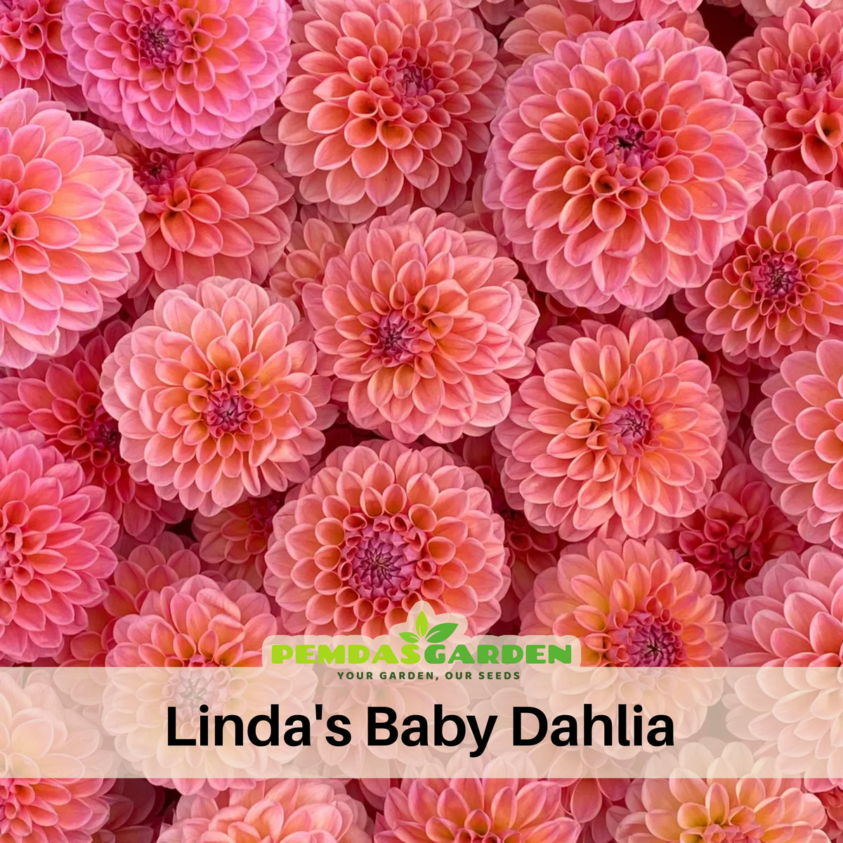 Linda's Baby Dahlia Seeds, 40+ seeds