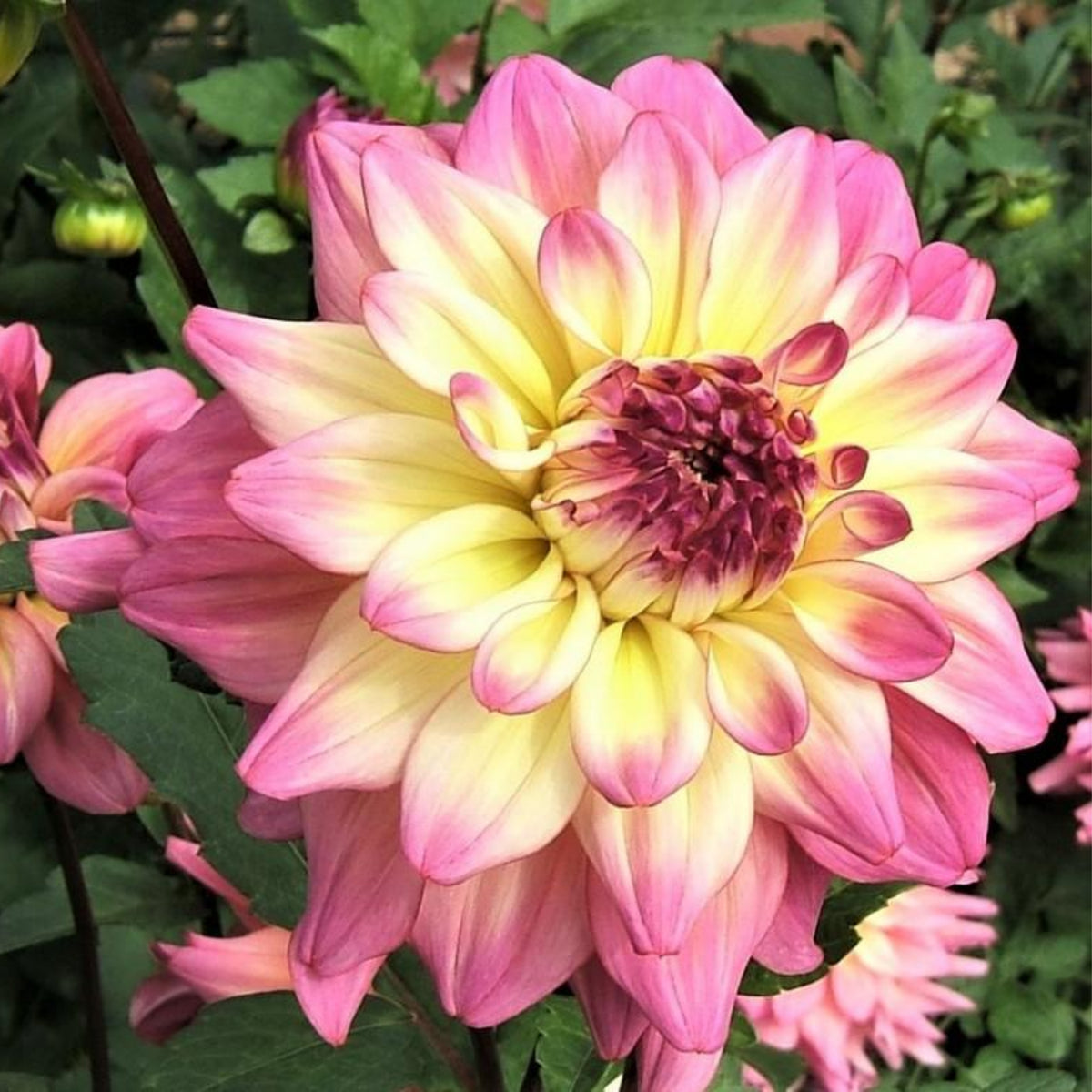 40+ Rare Seeds - Bahama Mama Dahlia Seeds, Container