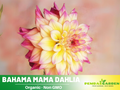 40+ Rare Seeds| Bahama Mama Dahlia Seeds- Authentic - Open-Pollinated - Organic - Heirloom - Flower Seeds - Container - Beds & Cut Bouquets #D010