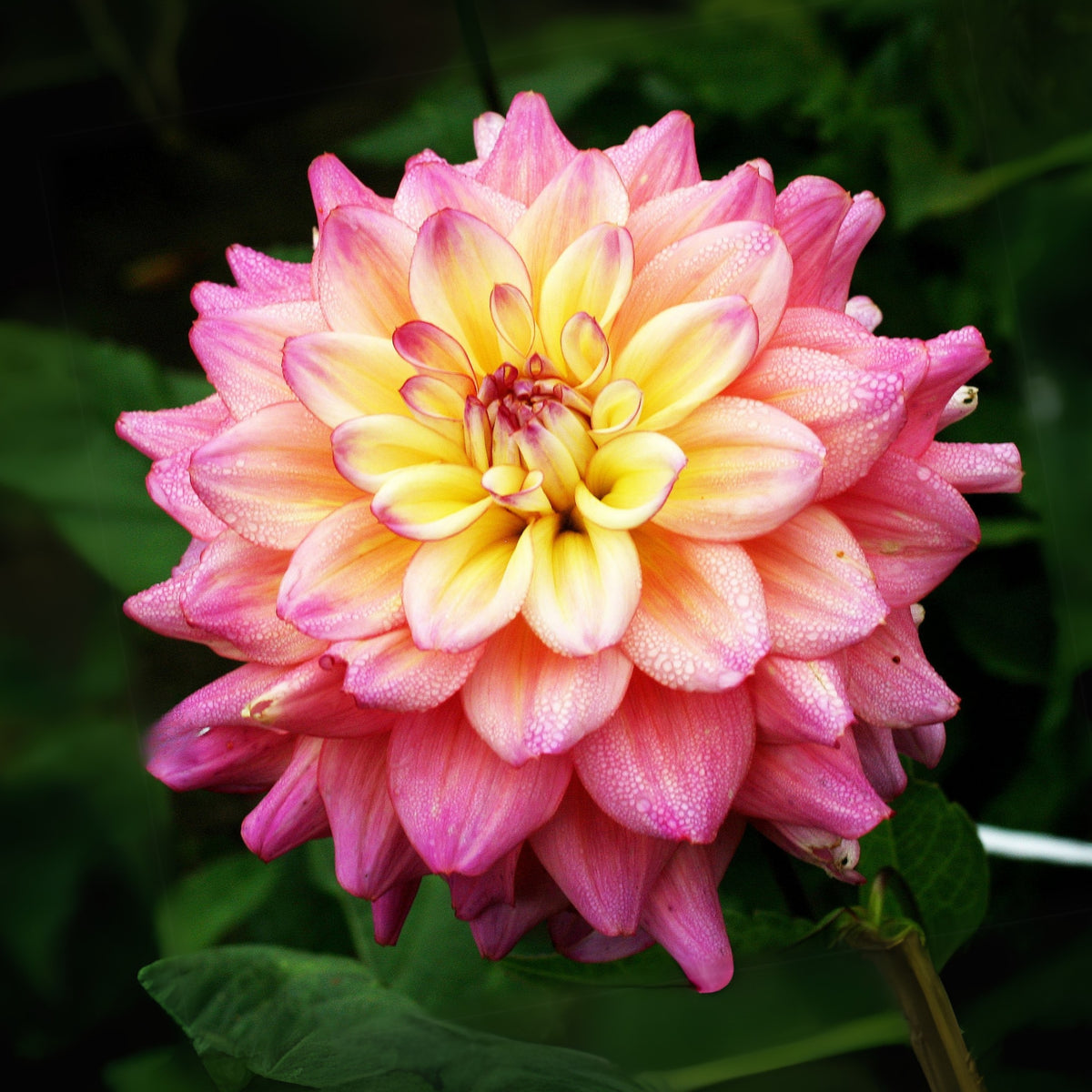 40+ Rare Seeds - Bahama Mama Dahlia Seeds, Container