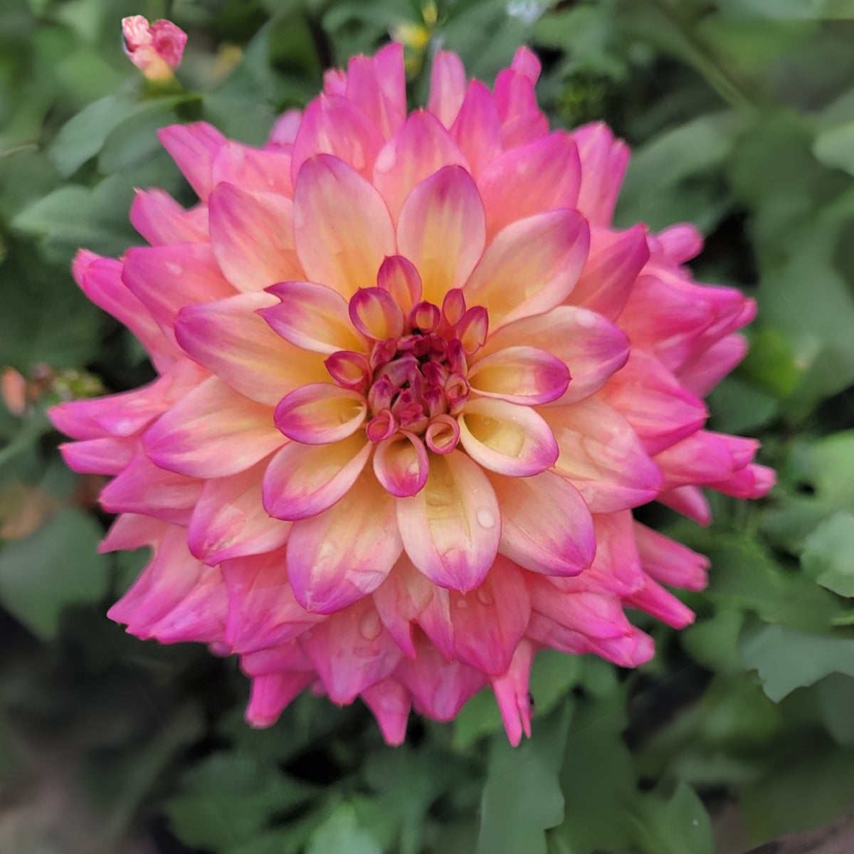 40+ Rare Seeds - Bahama Mama Dahlia Seeds, Container