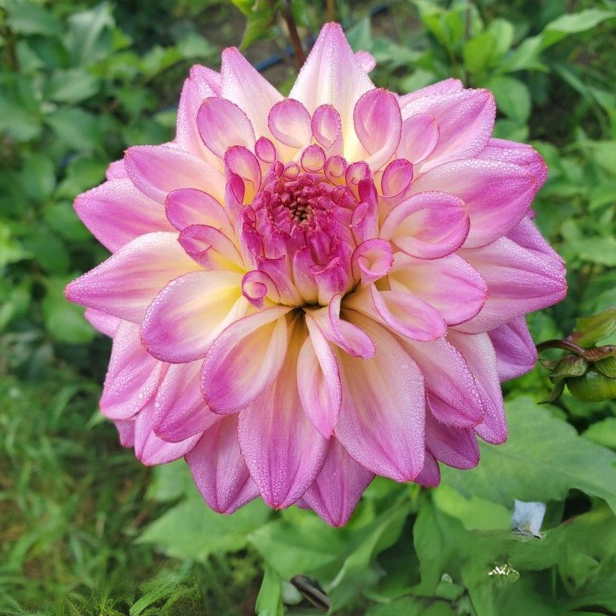 40+ Rare Seeds - Bahama Mama Dahlia Seeds, Container