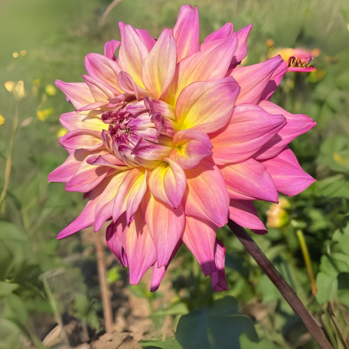 40+ Rare Seeds - Bahama Mama Dahlia Seeds, Container
