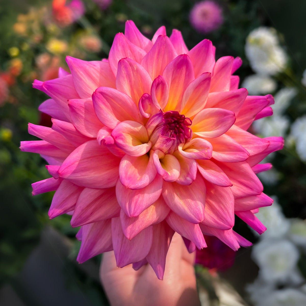 40+ Rare Seeds - Bahama Mama Dahlia Seeds, Container
