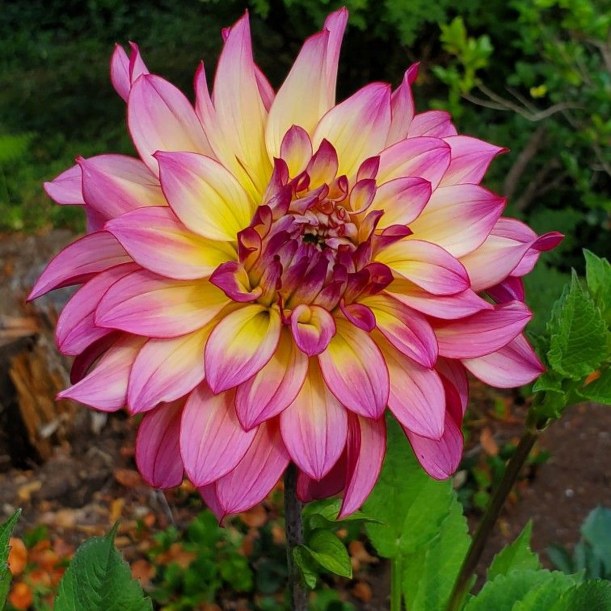 40+ Rare Seeds - Bahama Mama Dahlia Seeds, Container