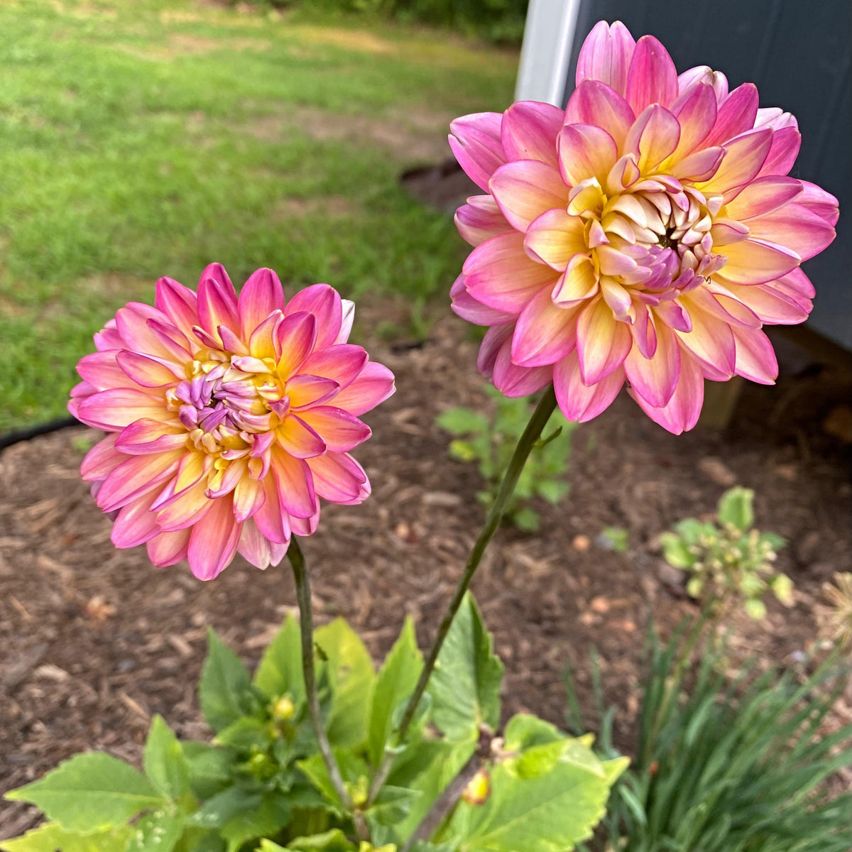 40+ Rare Seeds - Bahama Mama Dahlia Seeds, Container