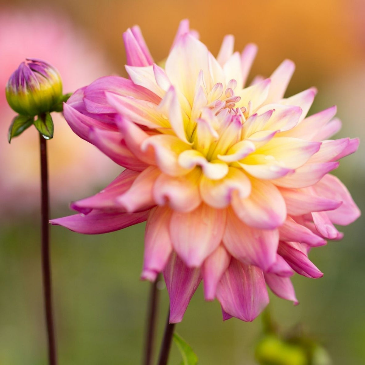40+ Rare Seeds - Bahama Mama Dahlia Seeds, Container