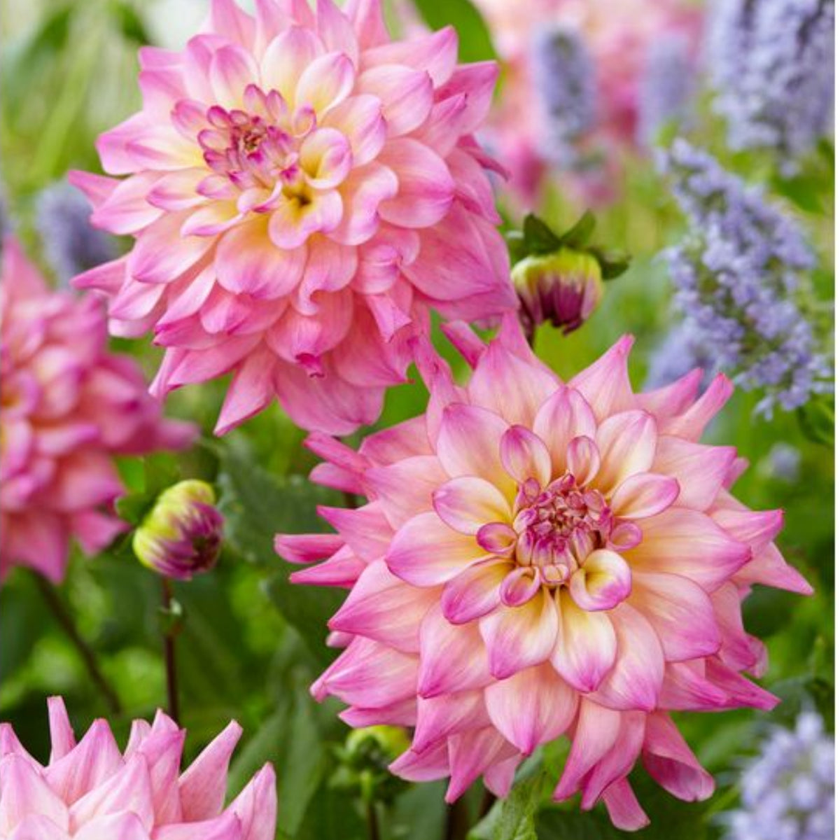 40+ Rare Seeds - Bahama Mama Dahlia Seeds, Container