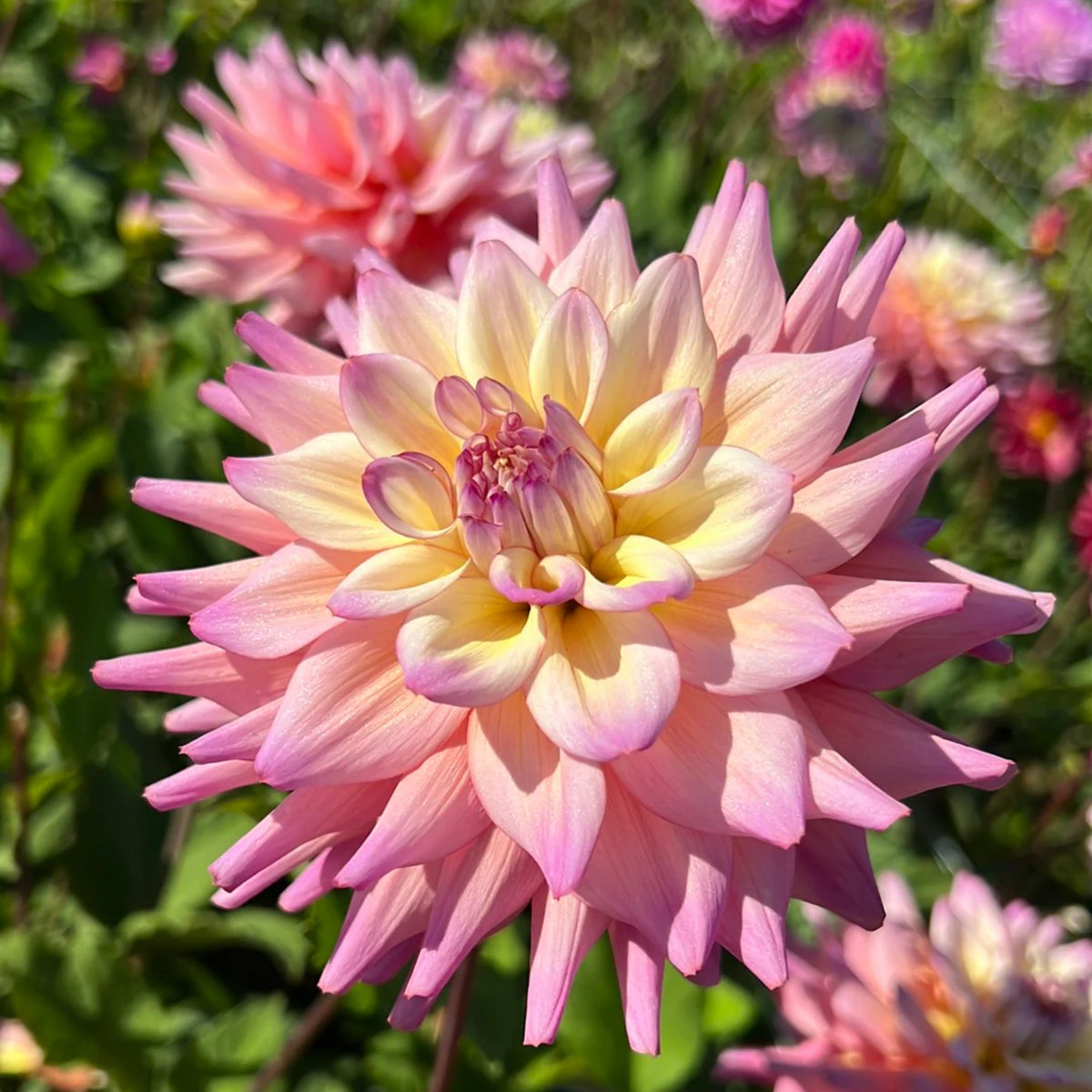 40+ Rare Seeds - Bahama Mama Dahlia Seeds, Container
