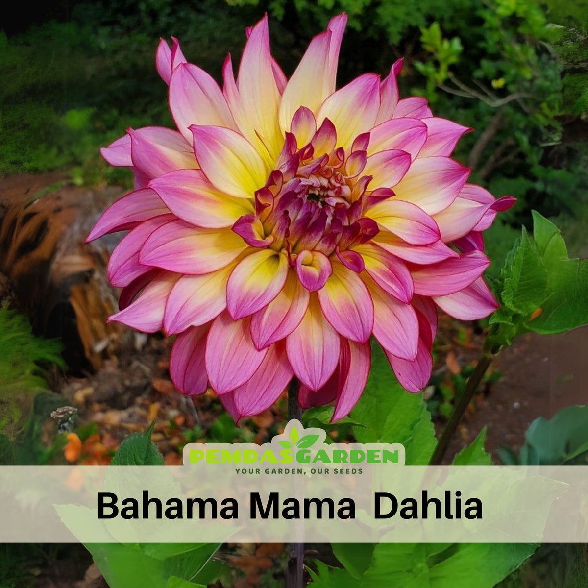 40+ Rare Seeds - Bahama Mama Dahlia Seeds, Container