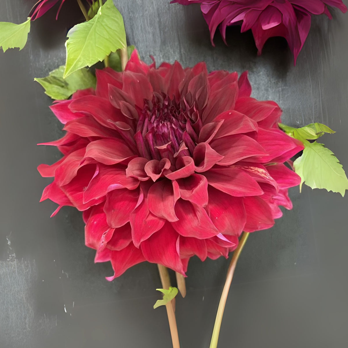 Mingus Alex Dahlia Perennial Seeds - Long Lasting Blooms, 40+ seeds