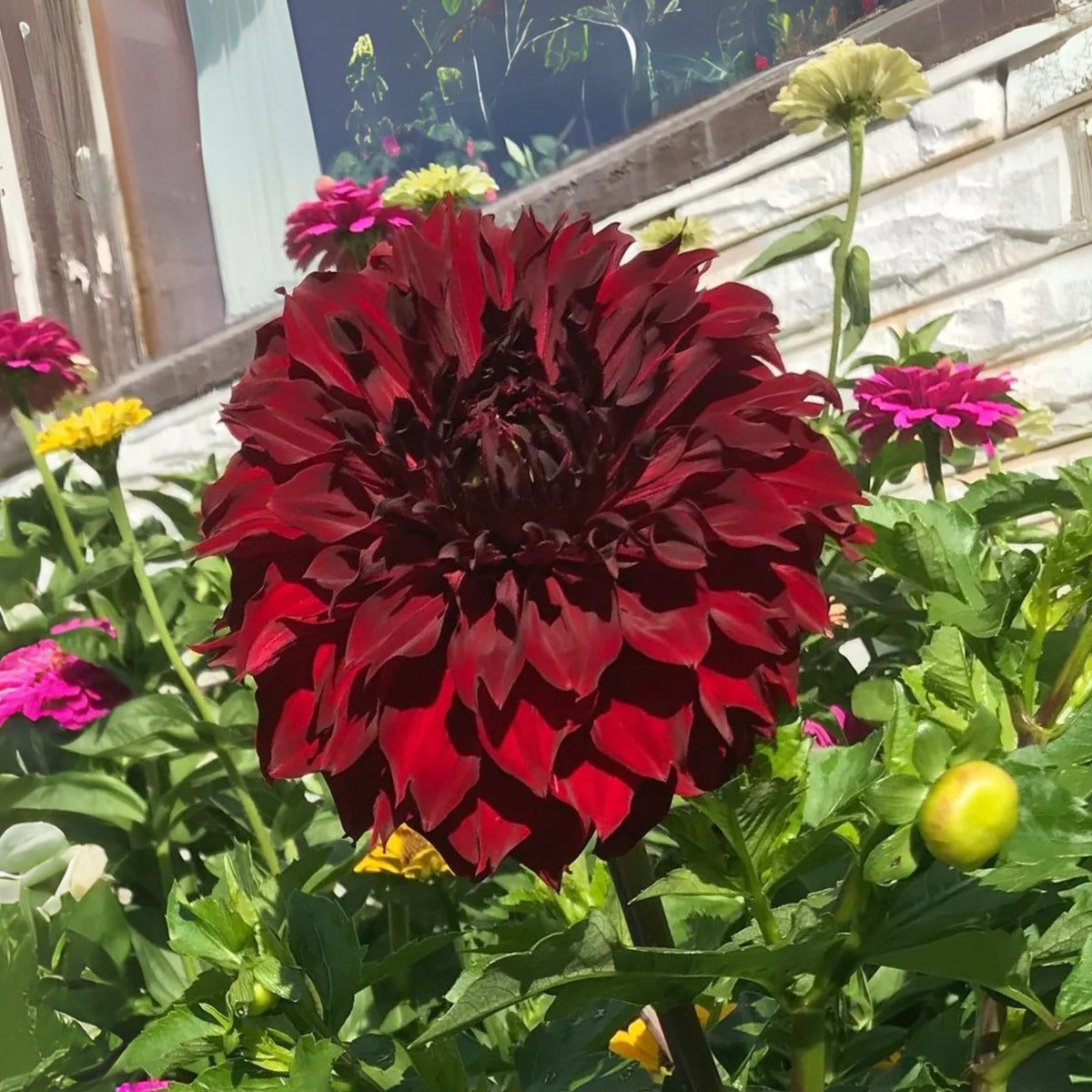 Mingus Alex Dahlia Perennial Seeds - Long Lasting Blooms, 40+ seeds