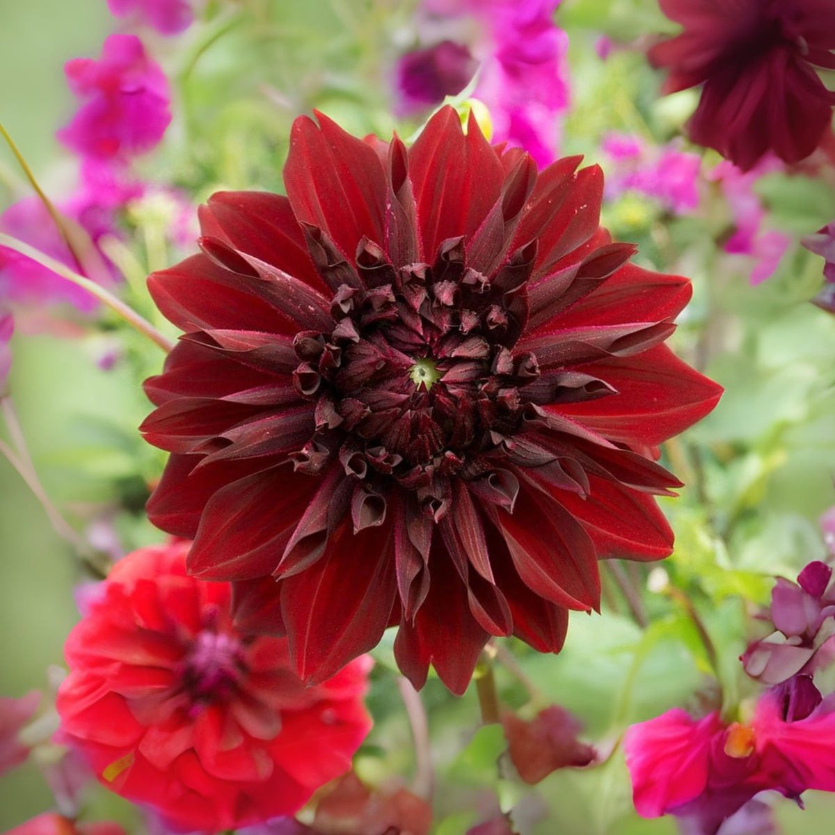 Mingus Alex Dahlia Perennial Seeds - Long Lasting Blooms, 40+ seeds