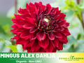 40+ Seeds|  Mingus Alex Dahlia Perennial Seeds– Long Lasting Blooms, Ideal for Cut Flower Arrangements, Vibrant Garden Mix for Summer & Fall #D011