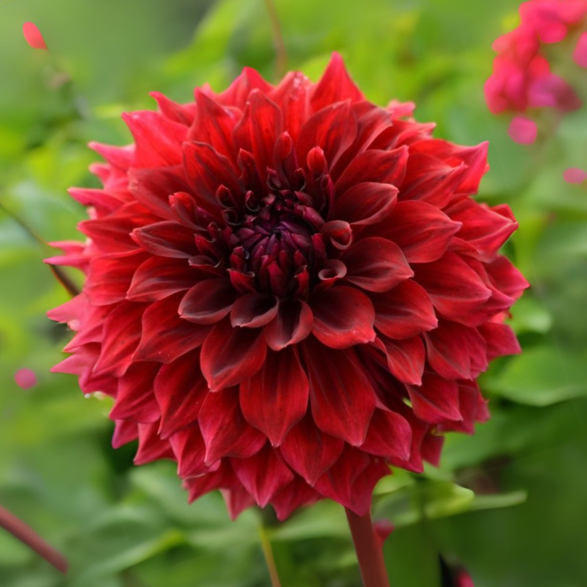 Mingus Alex Dahlia Perennial Seeds - Long Lasting Blooms, 40+ seeds