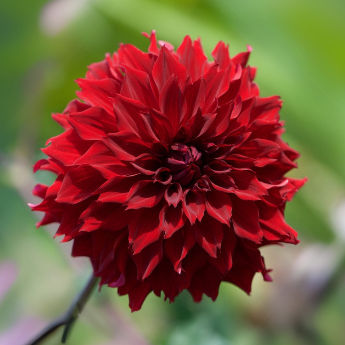 Mingus Alex Dahlia Perennial Seeds - Long Lasting Blooms, 40+ seeds