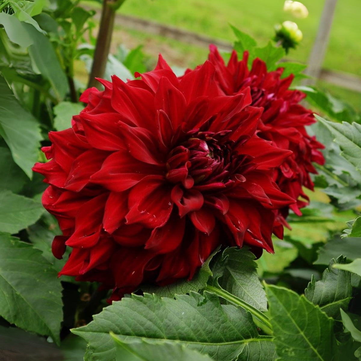 Mingus Alex Dahlia Perennial Seeds - Long Lasting Blooms, 40+ seeds