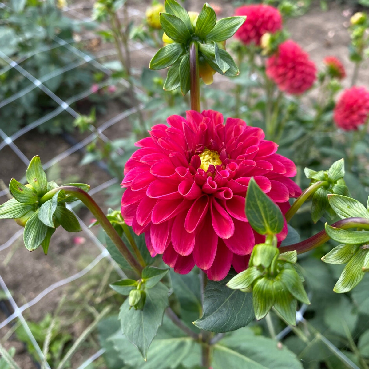 Mingus Alex Dahlia Perennial Seeds - Long Lasting Blooms, 40+ seeds