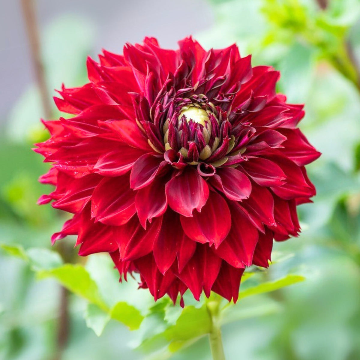 Mingus Alex Dahlia Perennial Seeds - Long Lasting Blooms, 40+ seeds