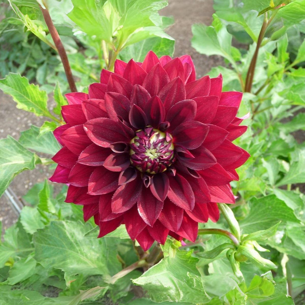 Mingus Alex Dahlia Perennial Seeds - Long Lasting Blooms, 40+ seeds