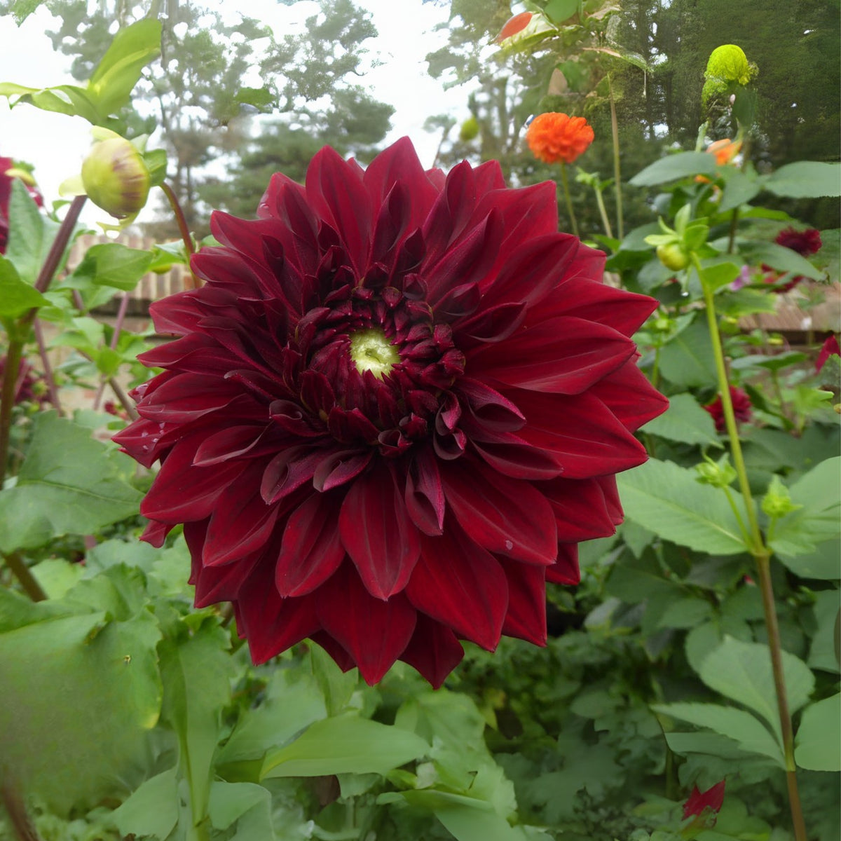 Mingus Alex Dahlia Perennial Seeds - Long Lasting Blooms, 40+ seeds