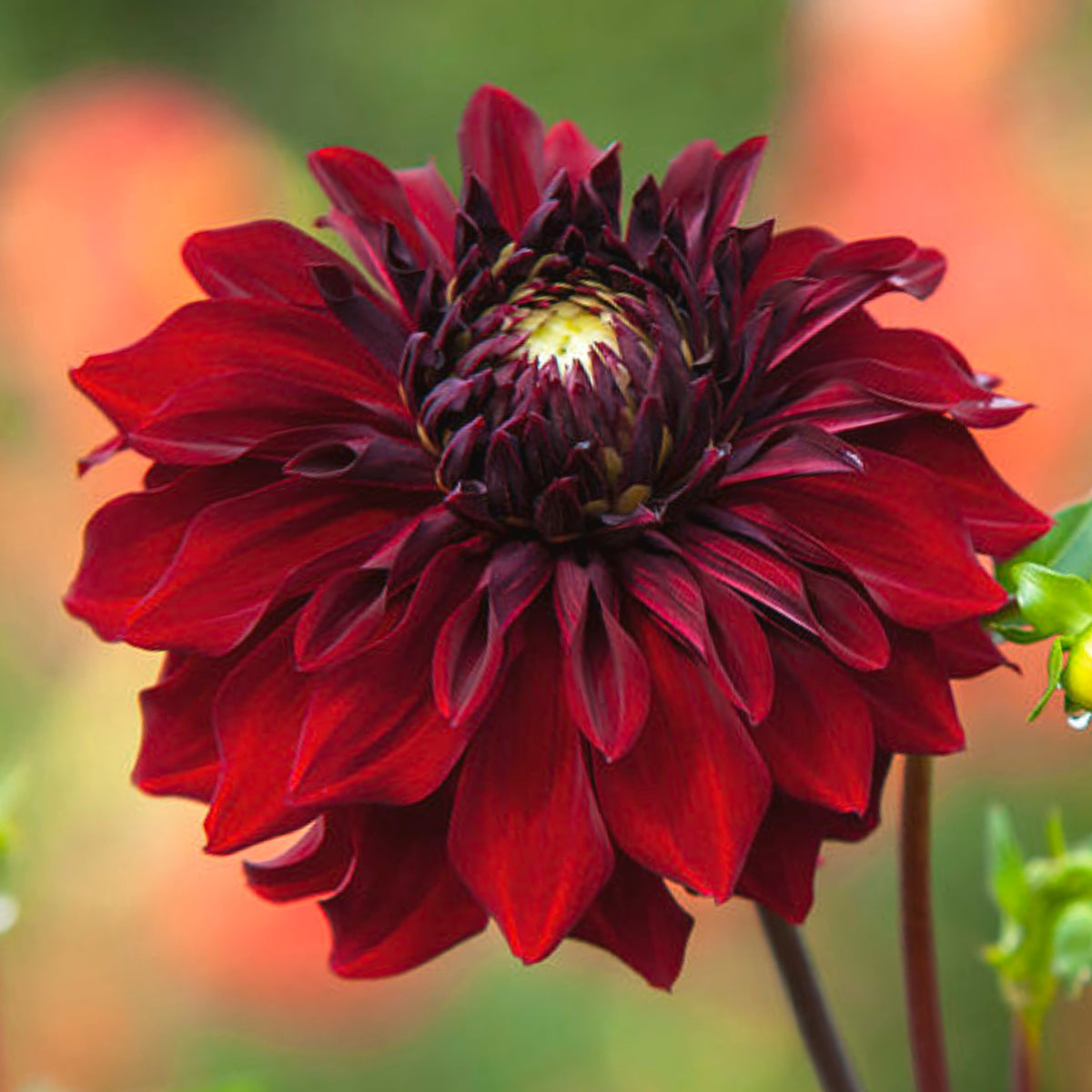 Mingus Alex Dahlia Perennial Seeds - Long Lasting Blooms, 40+ seeds