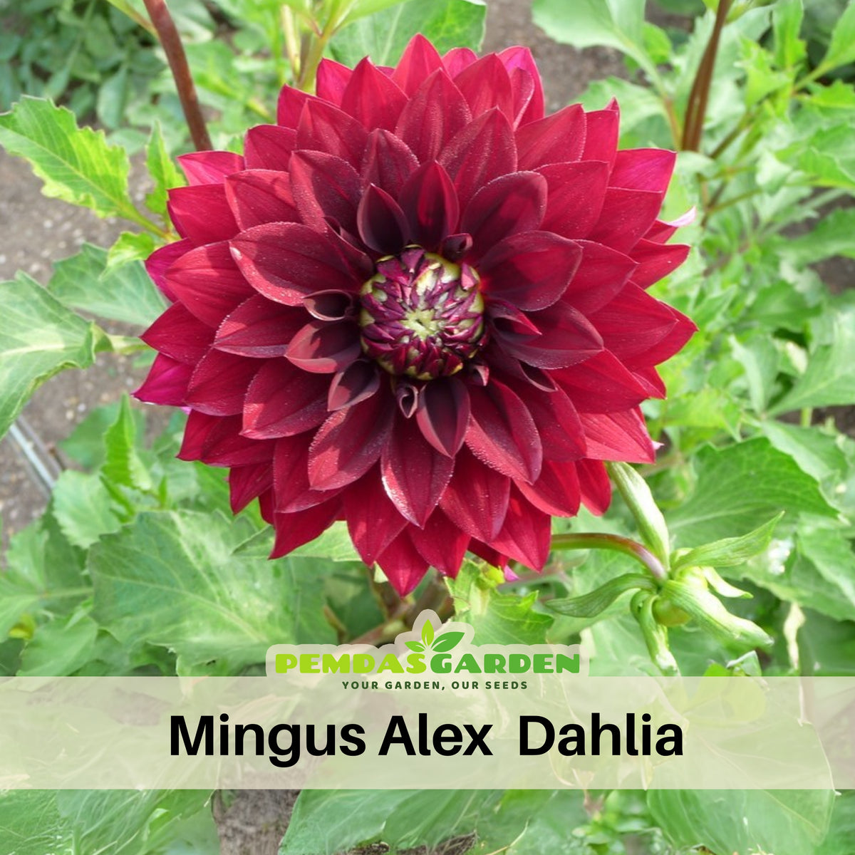 Mingus Alex Dahlia Perennial Seeds - Long Lasting Blooms, 40+ seeds