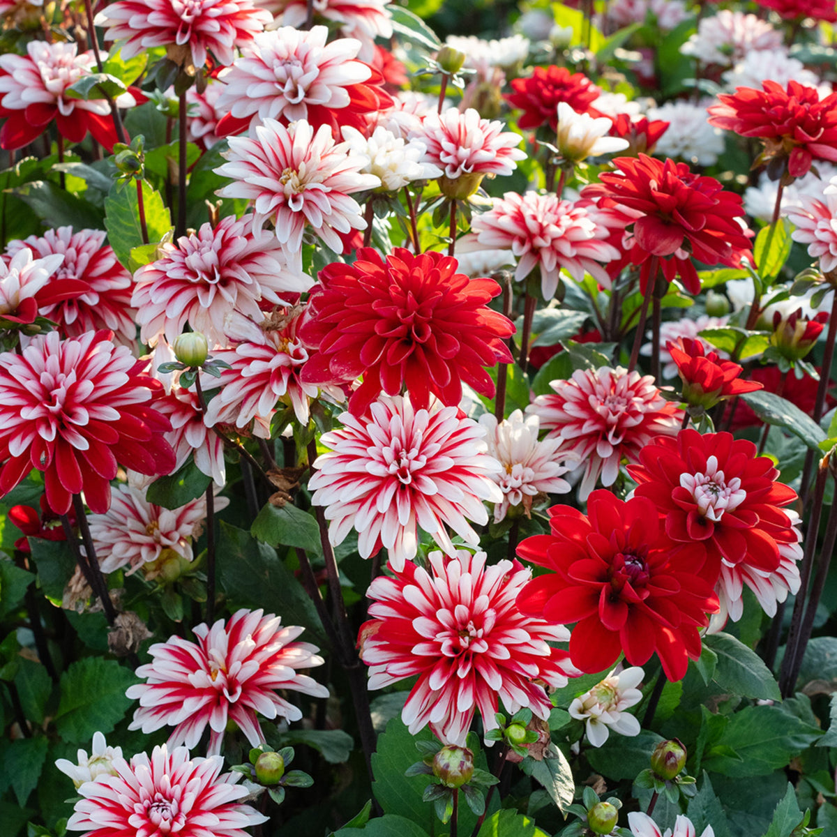 Prairie Star Hardly Rose Seeds, 30 seeds
